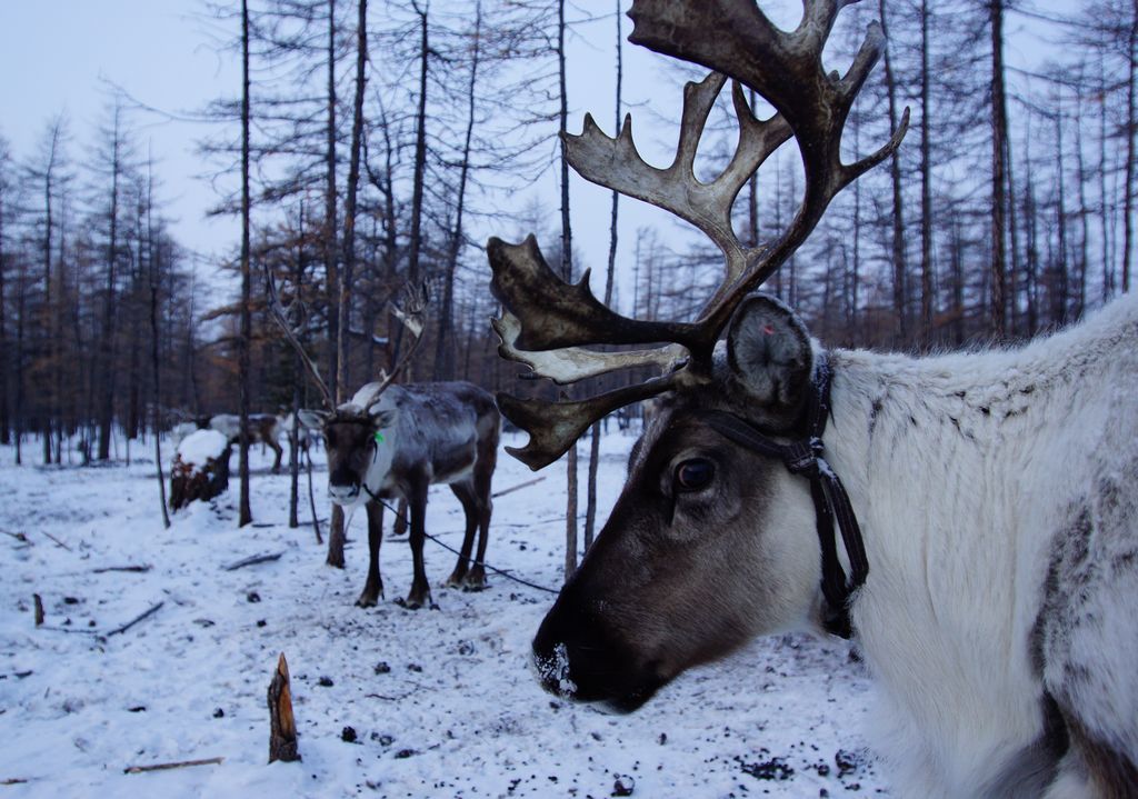 http://www.remichapeaublanc.com/mongolie_img/wp-content/uploads/2011/12/rennes-pere-noel.jpg