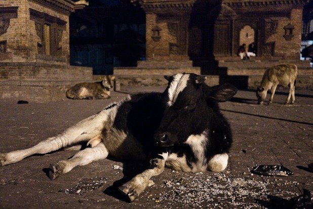 vache sacrée vache sacrée