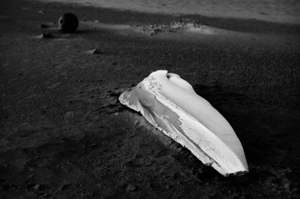 Baleine Norvège