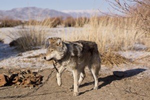 Vend jeune Loup, 7 mois, Bon état, Peu servi, 110€ 5 Loup Gris De Mongolie