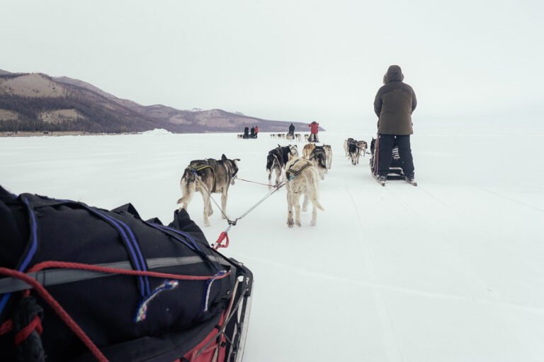 Le tour du lac Khuvsgul en chiens de traîneaux 1 Chiens De Traineau 3