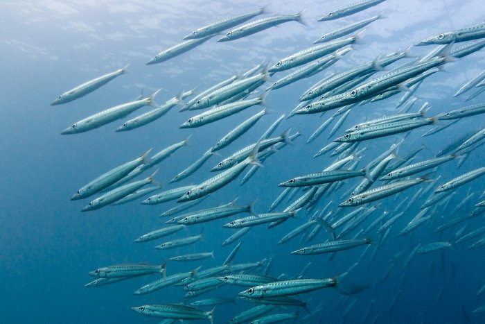 Premières plongées et photo sous-marine 4 Photos sous-marine-5