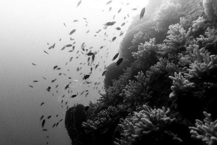 First dives and underwater photography 1 Photos sous-marine-7