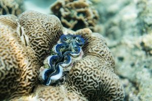 Photos Sous Marine 8