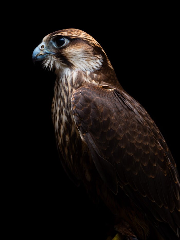 Les Aigles du Leman Remi Chapeaublanc 5