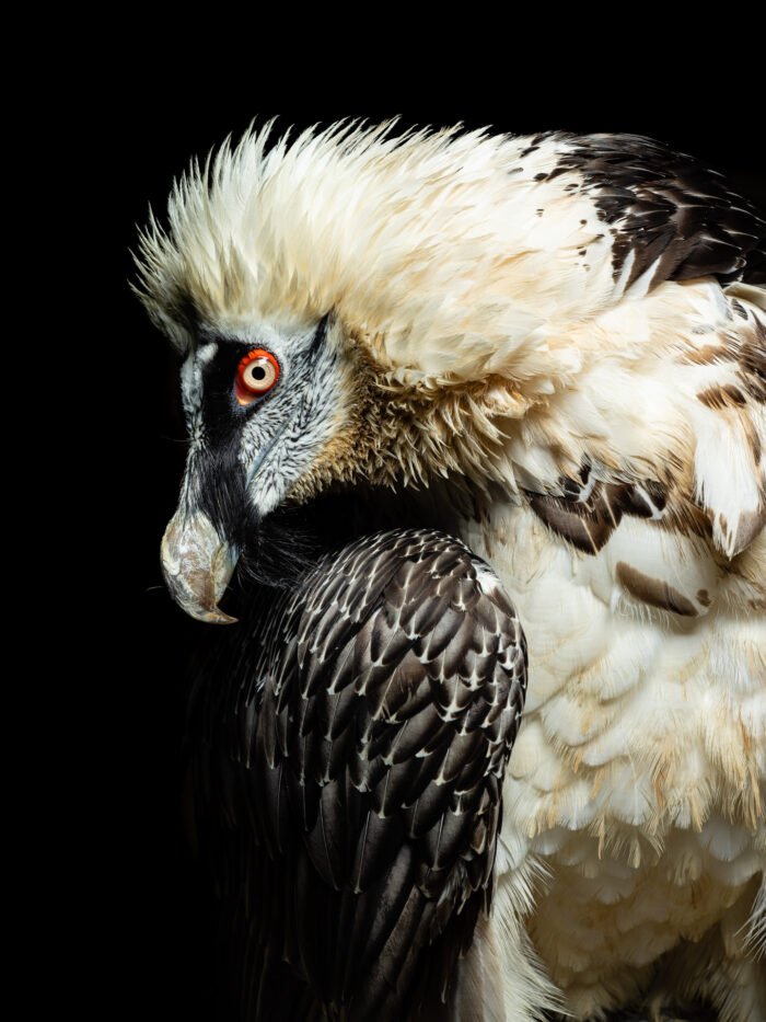 Les Aigles du Leman Remi Chapeaublanc 7