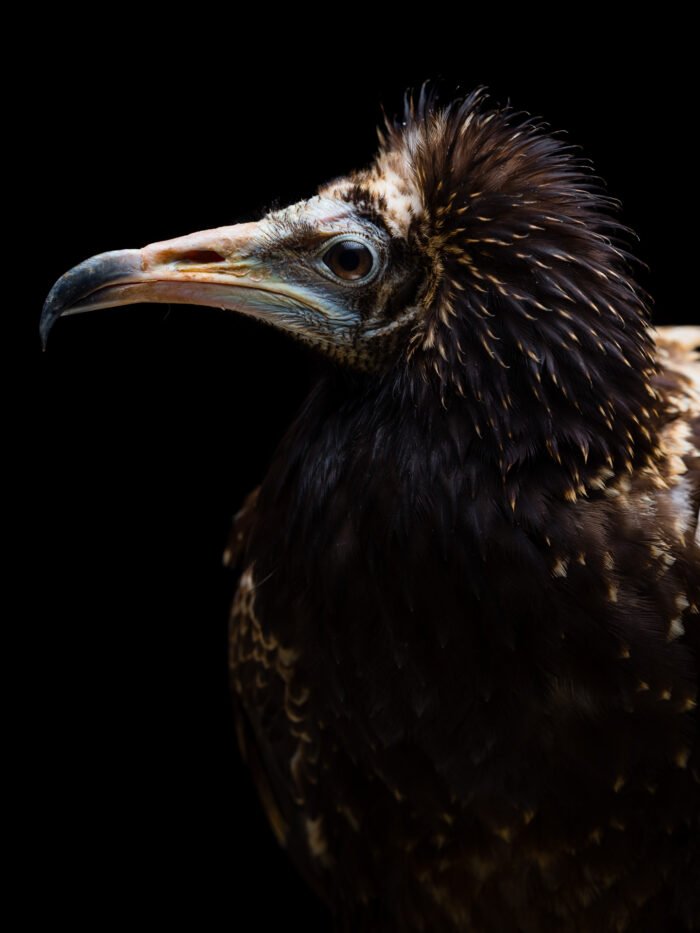 Les Aigles du Leman Remi Chapeaublanc 8
