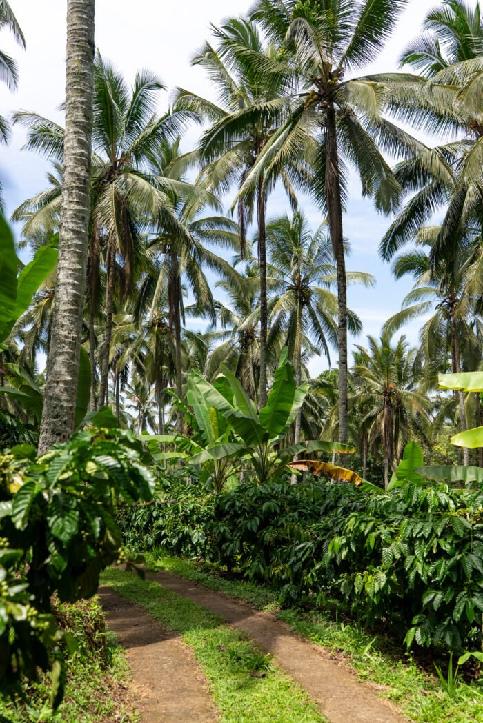 bali eco stay 2024 remi chapeaublanc 2