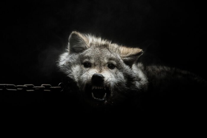 gods and beasts 12