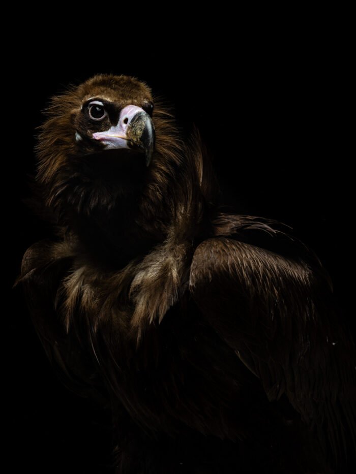 Les Aigles Du Leman Remi Chapeaublanc 3