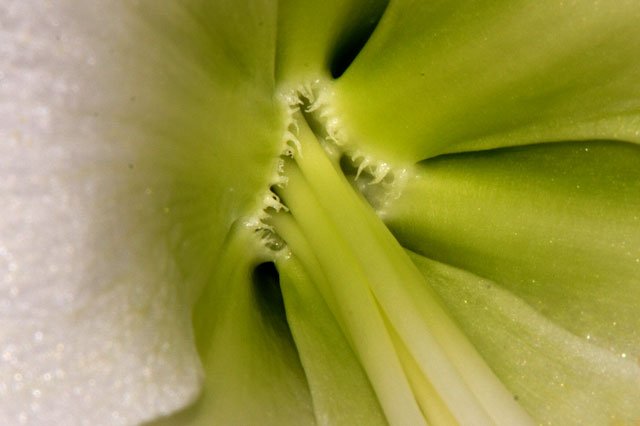 Plante carnivore 1 Carnivorous plant