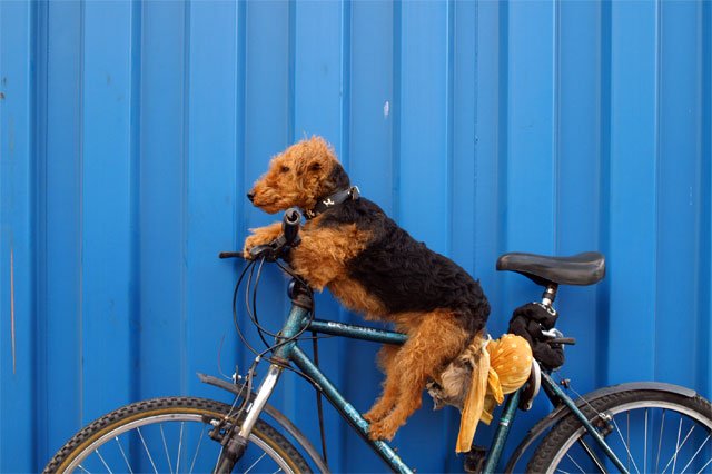 AAAAA 1 l'Authentique et Admirable chien de Armstrong Avant l'Arrivé