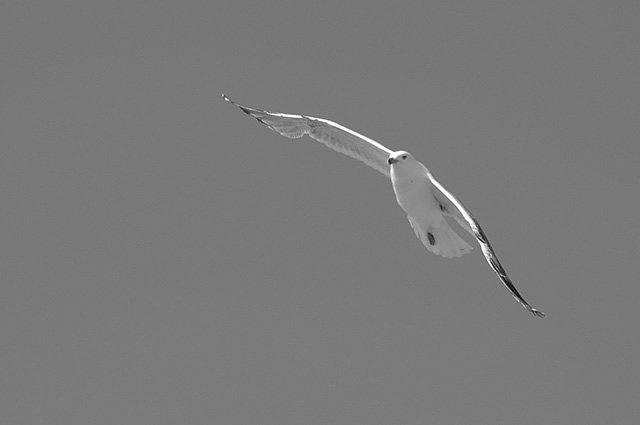 RAW 1 Brut de capteur