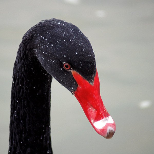 Le Vilain Petit Canard