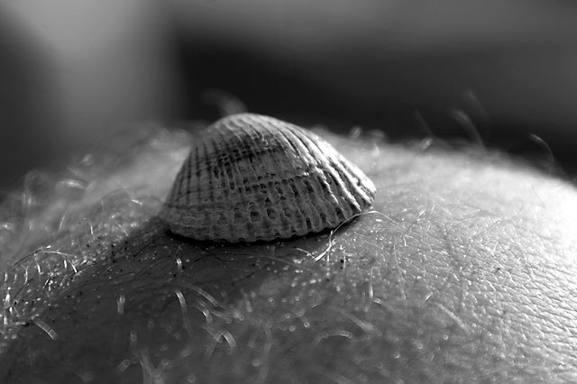 S'en tamponner le coquillard 1 S'en tamponner le coquillard