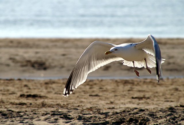 STOL 1 Avion à décollage et atterrissage court