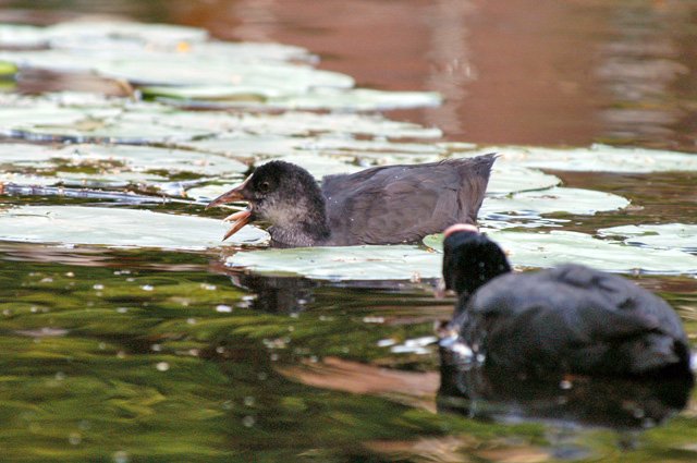 Big mouth 1 Big mouth