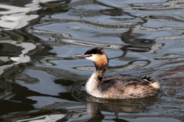 Great crested grebe 1 Great crested grebe