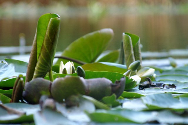 Snow White 1 Snow White