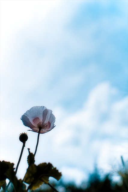 Quand un arbre tombe... 1 Quand un arbre tombe, on l'entend ; quand la forêt pousse, pas un bruit.