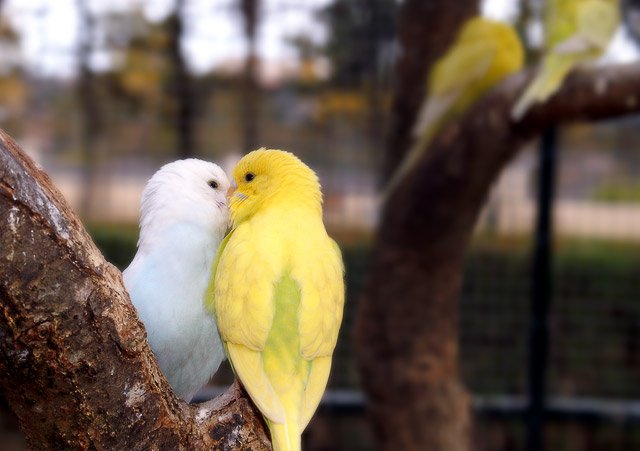 Bécotage 1 Bécotage