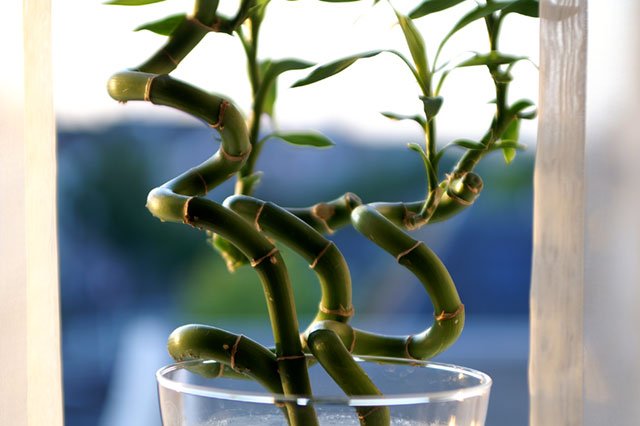 Tire-bouchon 1 Tire-bouchon